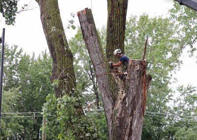 Suite élagueur qui coupe un pleuplier aéroport de Dorval - Service arbres viau à Montréal