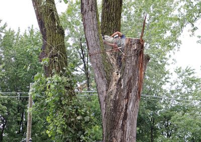 attachage de l'arbre pour la sécurité (abattage d'arbre) - Service d'entretien d'arbres Viau