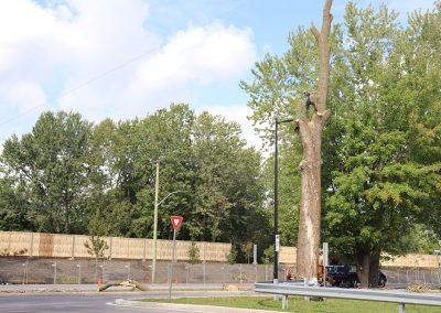 coupage de l'arbre en étapes (abattage d'arbre) - Service d'entretien d'arbres Viau