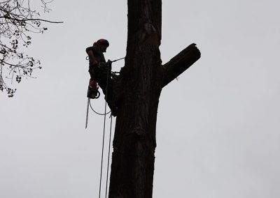 coupage de la partie supérieur de l'arbre (abattage d'arbre) - Service d'entretien d'arbres Viau