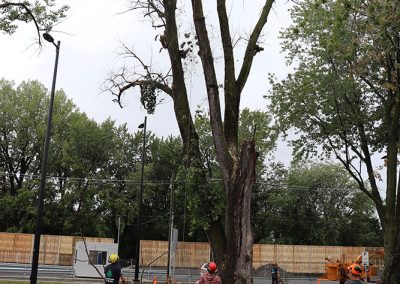 tombé des branches et du tronc(abattage d'arbre) - Service d'entretien d'arbres Viau