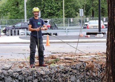 abattage d'arbre avec l'arboriculteur français Corentin Bertholon (abattage d'arbre) - Service d'entretien d'arbres Viau