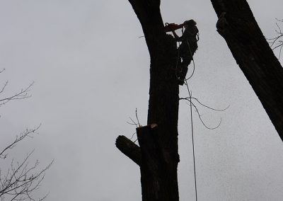 abattage de grands arbres(abattage d'arbre) - Service d'entretien d'arbres Viau