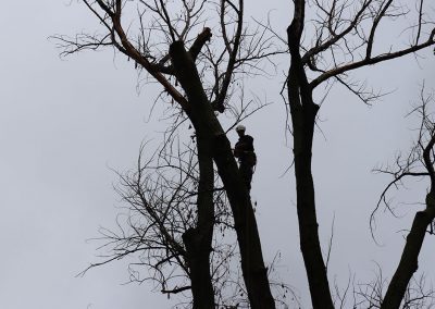 coupe d'arbre à l'aeroport de Dorval (abattage d'arbre) - Service d'entretien d'arbres Viau