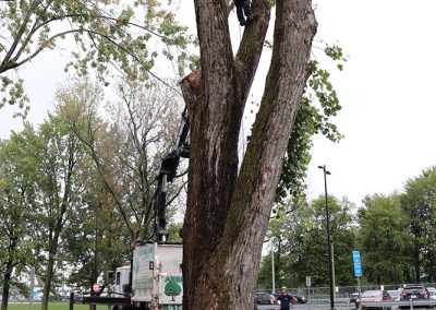 coupe de peuplier à l'aeroport de Dorval (abattage d'arbre) - Service d'entretien d'arbres Viau