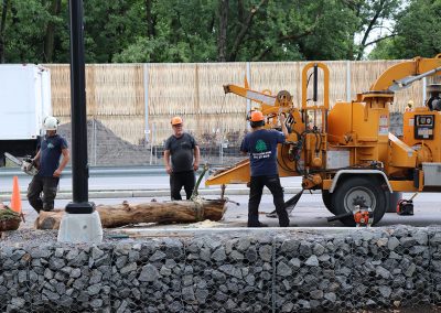 déchiquetage de l"arbre (abattage d'arbre) - Service d'entretien d'arbres Viau