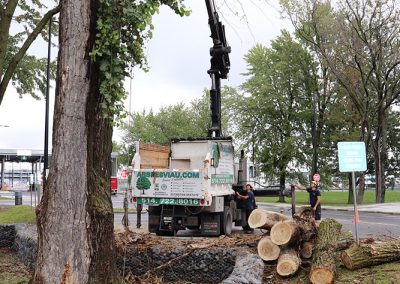 utilisation de grue pour ramasser les arbres découper (abattage d'arbre) - Service d'entretien d'arbres Viau