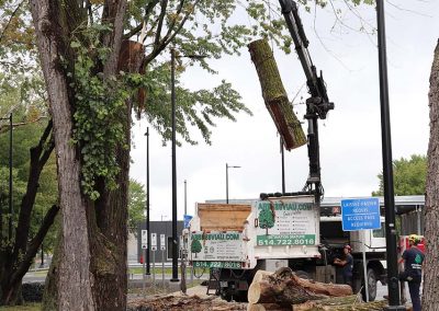 Grue abattant un peuplier aéroport de Dorval - Service Arbre Viau