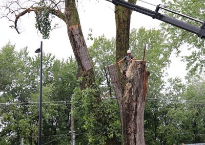 Grue qui soulève un tronc (abattage d'arbre) - Service d'entretien d'arbres Viau