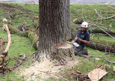 guillaume martin - pret a faire tomber arbre (abattage arbre) - Service entretien arbres Viau