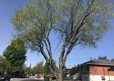 abattage arbre (coupe arbre) Montreal et plus - Service arbres Viau