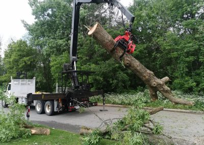 abattage arbre (coupe arbre) dans la region de Montreal - Service arbres Viau