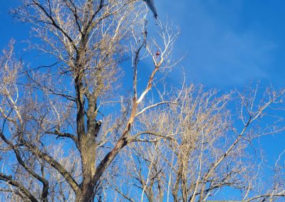 abattage arbre (coupe arbre) dans le secteur Montreal - Service arbres Viau