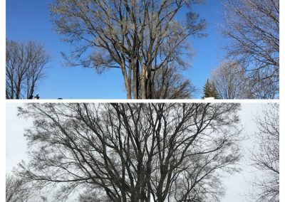 abattage arbre (coupe arbre) region de Montreal et plus - Service arbres Viau