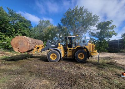 abattage arbre (coupe arbre) secteur Rive-sud - Service arbres Viau