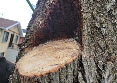 abattage arbre pour la region de Montreal - Service arbres Viau