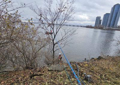 Arbre sur le bord de l'eau - Service abattage arbre à Montréal - Service entretien arbres Viau