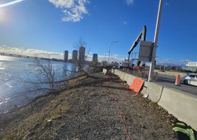 Arbre sur le bord de l'eau - Service abattage arbre à Montréal et ses environs - Service entretien arbres Viau