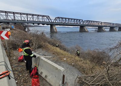 Arbre sur le bord du fleuve - Service abattage arbre à Montréal et ses alentours - Service entretien arbres Viau
