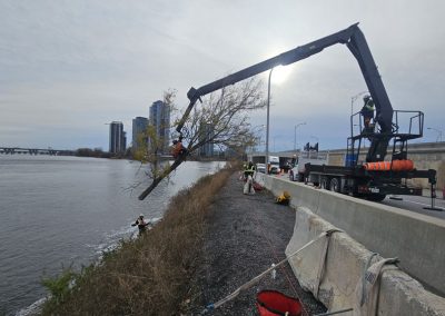 Arbre sur le bord du fleuve - Service abattage arbre à Montréal et ses environs - Service entretien arbres Viau