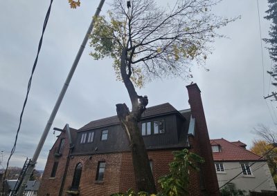 Coupe de branches - Service abattage et coupe arbre à Montréal - Service entretien arbres Viau