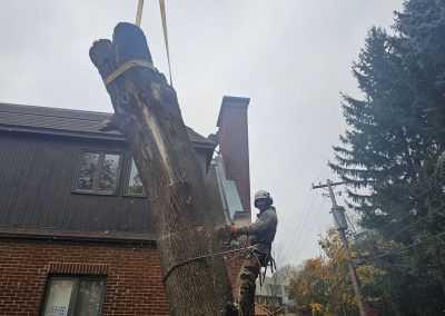 Démontage entier - Service abattage et coupe arbre à Montréal - Service entretien arbres Viau