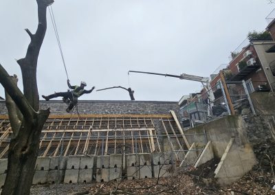 Ébranchage - Service abattage et coupe arbre à Montréal - Service entretien arbres Viau
