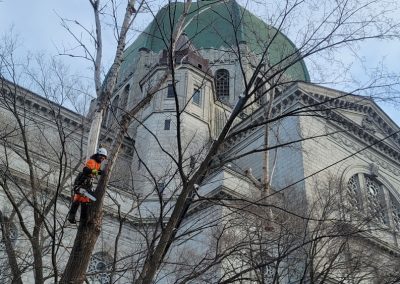 Élagage arbre pour dégagment à Montréal - Service entretien arbres Viau Inc