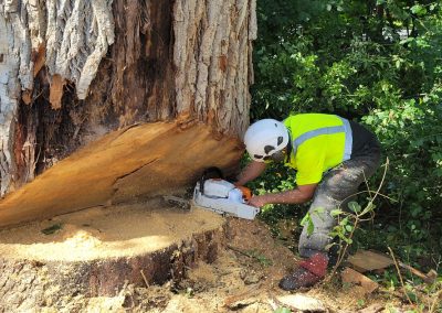 Service Abattage arbre en tout genre sur la Rive-Sud - Services entretiens Arbres Viau