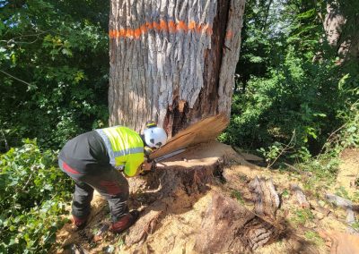 Service Abattage arbre en tout genre sur la Rive-Sud de Montréal - Services entretiens Arbres Viau
