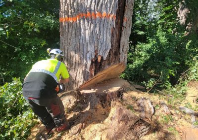 Service Abattage arbre en tout genre sur la Rive-Sud de Montréal et ses environ - Services entretiens Arbres Viau