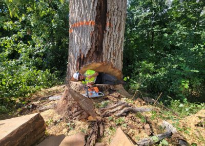 Service Abattage arbre en tout genre sur la Rive-Sud et ses environs - Services entretiens Arbres Viau
