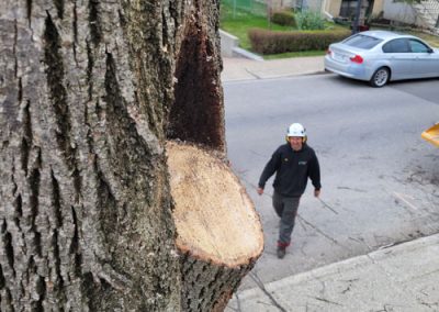 Service Abattage arbre sur la Rive-Sud de Montréal et ses environ - Services entretiens Arbres Viau