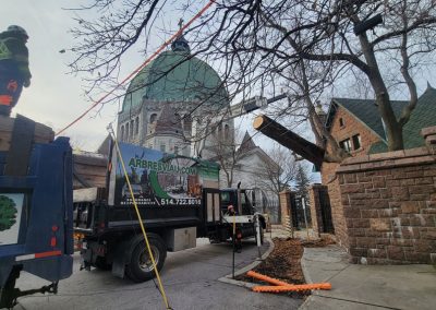 Service abattage arbre et dessouchage à Montréal - Service Entretien Arbre Viau