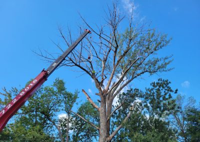 Service émondage arbre sur la Rive-Sud de Montréal - Services entretiens Arbres Viau