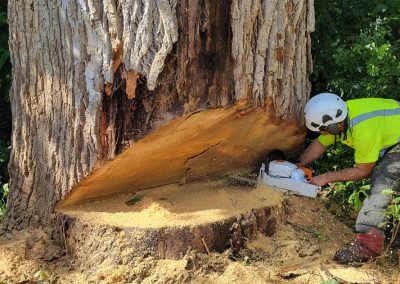 Tronc entrain de fendre - Service Abattage arbre sur la Rive-Sud et ses environs - Services entretiens Arbres Viau