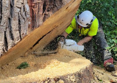 Tronc entrain de tomber - Service Abattage arbre sur la Rive-Sud - Services entretiens Arbres Viau