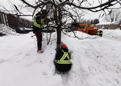 Abattage arbre en hiver - Service abattage arbre et dessouchage à Montréal - Service Entretien Arbre Viau