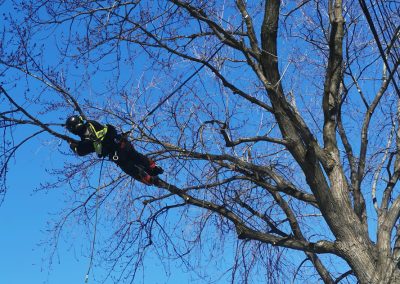 Abattage arbre en hiver - Service abattage arbre et dessouchage à Montréal et ses environ - Service Entretien Arbre Viau