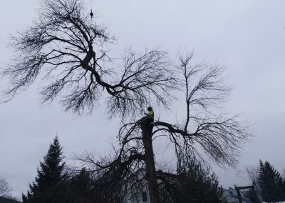 Coupe arbre avec aide de grue - Service abattage arbre et dessouchage à Montréal - Service Entretien Arbre Viau