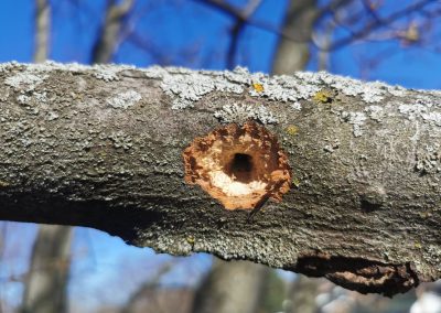 Coupe de branche malade - Service émondeur arbre à Montréal - Service entretient Arbre Viau