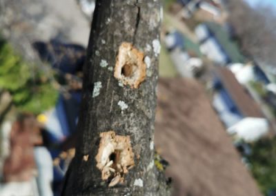 Coupe de branche malade - Service émondeur arbre à Montréal et ses environs - Service entretient Arbre Viau
