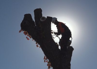 Émondeur en hauteur - Service abattage arbre et dessouchage à Montréal - Service Entretien Arbre Viau
