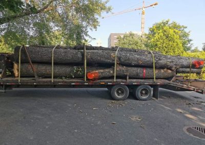 Troncs d'arbres attachés pour transport - Service abattage arbre et dessouchage à Montréal et ses environ - Service Entretien Arbre Viau