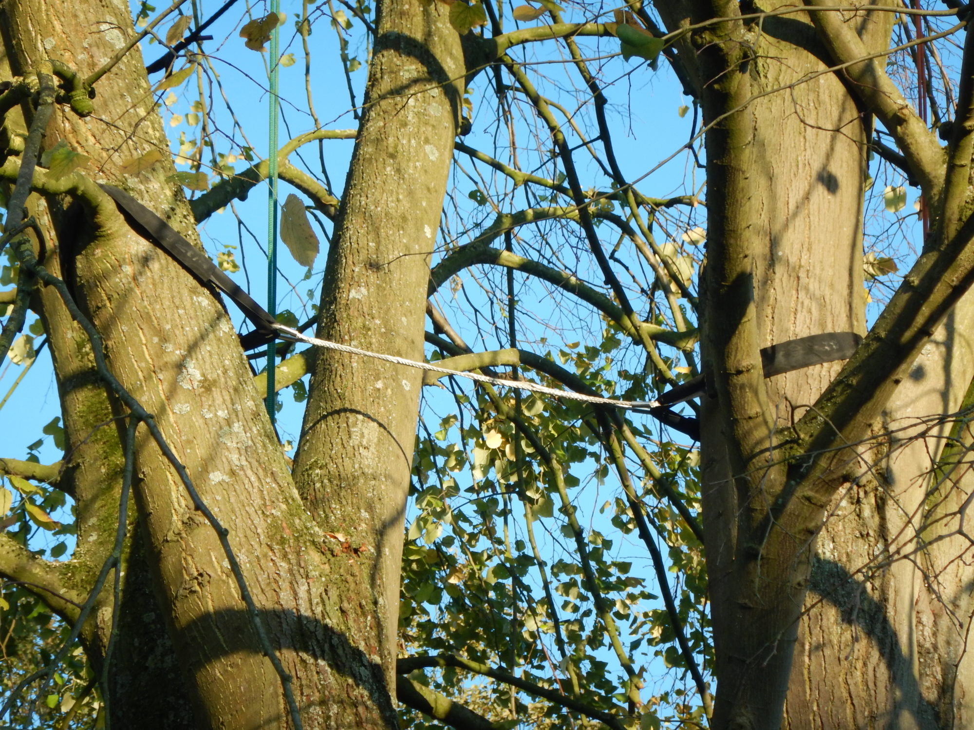 Chirurgie et haubanage darbre — tuteurage darbre - Service dentretien darbres viau