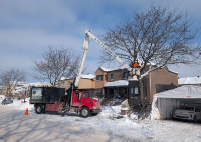 Service d'Élagage d'arbres sur la Rive-nord à Blainville - Service d'entretien d'arbres Viau