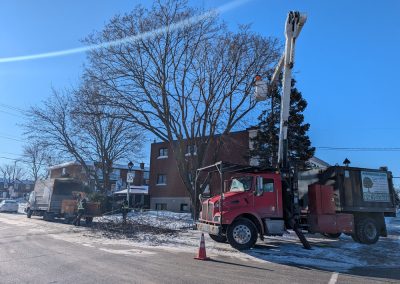 Service d'Élagage d'arbres sur la Rive-nord à Montréal Nord - Service d'entretien d'arbres Viau