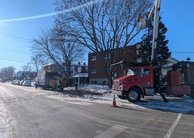 Service d'Élagage d'arbres sur la Rive-nord à Rosemère - Service d'entretien d'arbres Viau
