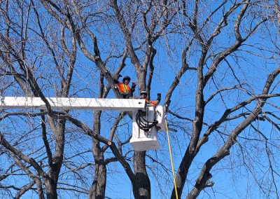 Service d'émondage d'arbre à Brossard - Service d'entretien d'arbres Viau