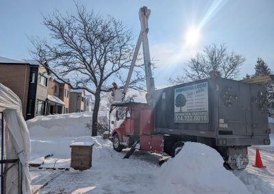 Service d'émondage d'arbre à Longueuil - Service d'entretien d'arbres Viau